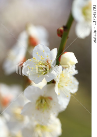 満開の梅の花 満開の梅の花 137648793