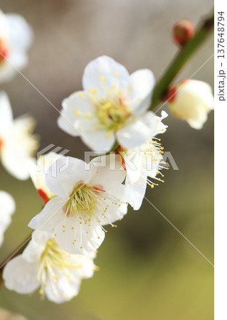 満開の梅の花 満開の梅の花 137648794