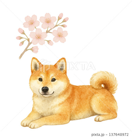桜の花と柴犬の水彩イラスト 春のかわいい犬素材 137648972