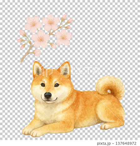 櫻花與柴犬的水彩插畫:可愛的春季狗狗插畫 櫻花與柴犬的水彩插畫:可愛的春季狗狗插畫 137648972