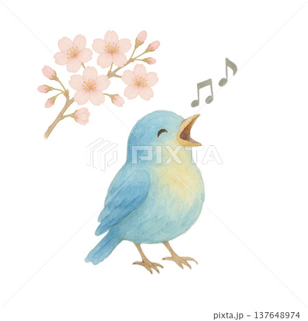 桜の花と歌う小鳥の水彩イラスト 春の自然素材 137648974