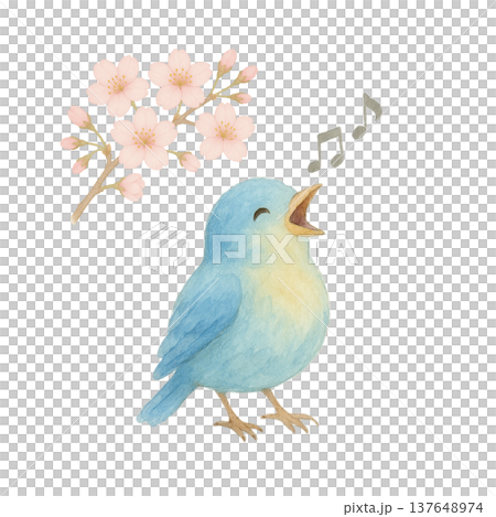 桜の花と歌う小鳥の水彩イラスト 春の自然素材 137648974