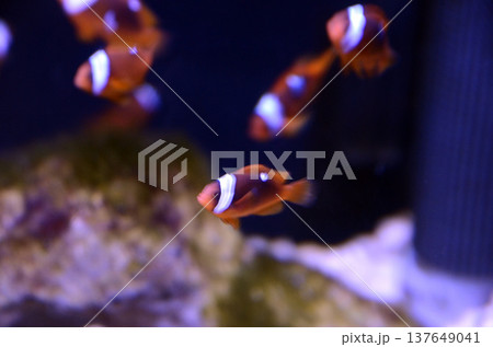 クマノミ クマノミ 137649041