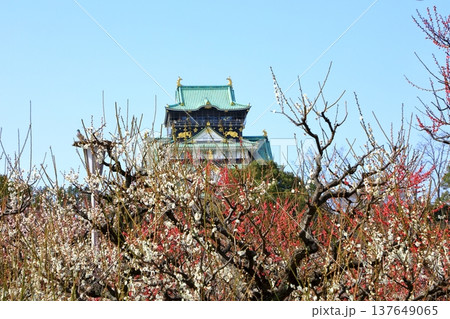 大阪城と満開の梅の花 137649065