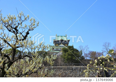 大阪城と満開の梅の花 大阪城と満開の梅の花 137649066