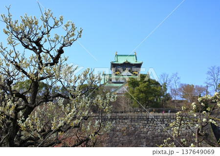 大阪城と満開の梅の花 大阪城と満開の梅の花 137649069