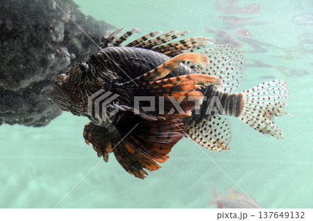 ミノカサゴ ミノカサゴ 137649132