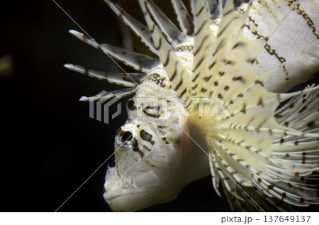 ミノカサゴ 137649137