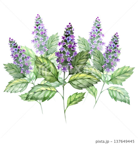 Watercolor botanical illustration of a Patchouli plant featuring vibrant green serrated leaves and tall purple flower spikes. This organic herb art is ideal for cosmetic, aromatherapy, and herbal tea Watercolor botanical illustration of a Patchouli plant featuring vibrant green serrated leaves and tall purple flower spikes. This organic herb art is ideal for cosmetic, aromatherapy, and herbal tea 137649445
