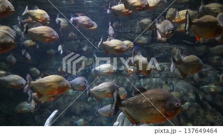 Piranhas in the Aquarium A School of Serrasalmus Nattereri 137649464