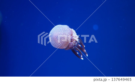 Spotted Jellyfish in Deep Blue Ocean Water Spotted Jellyfish in Deep Blue Ocean Water 137649465