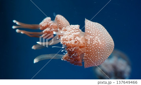 Spotted Jellyfish in Blue Water 137649466