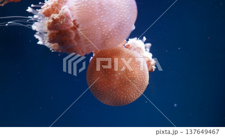 Spotted Jellyfish Floating in the Dark Blue Sea Water Spotted Jellyfish Floating in the Dark Blue Sea Water 137649467
