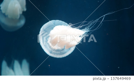 Jellyfish Floating in Dark Blue Ocean Waters 137649469