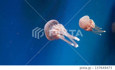 Jellyfish Floating in Blue Water Jellyfish Floating in Blue Water 137649473