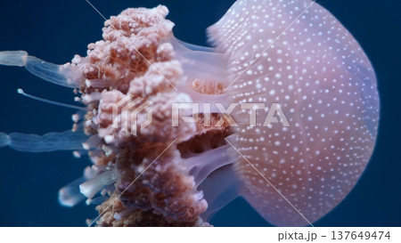 Spotted Jellyfish Underwater Shot Close Up View 137649474