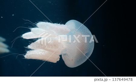 Spotted Jellyfish in Dark Blue Ocean Water 137649478