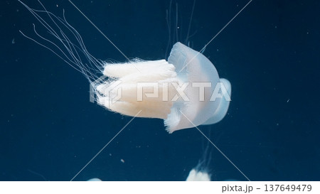 White Jellyfish Drifting in Deep Blue Ocean Water 137649479
