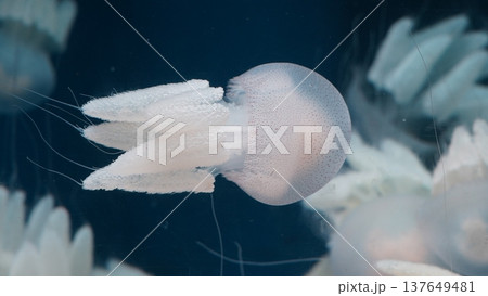 Elegant Spotted Jellyfish Underwater Marine Life Photo 137649481