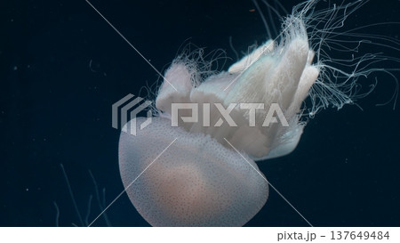 Cauliflower Jellyfish in Dark Ocean Water 137649484