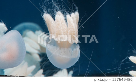 White Jellyfish in Dark Blue Water Stock Image White Jellyfish in Dark Blue Water Stock Image 137649486