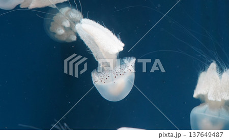 Jellyfish Floating in Deep Blue Ocean Water Jellyfish Floating in Deep Blue Ocean Water 137649487