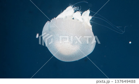 White Spotted Jellyfish in the Deep Blue Sea White Spotted Jellyfish in the Deep Blue Sea 137649488