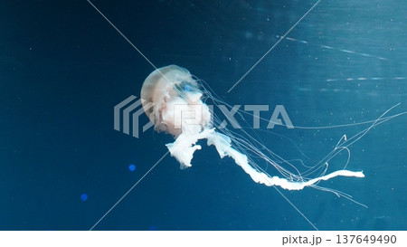 Jellyfish Underwater Calm Blue Ocean Marine Life 137649490