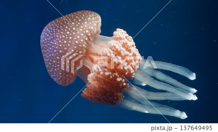 Spotted Jellyfish in Deep Blue Ocean 137649495