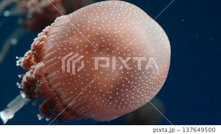 Peach Colored Jellyfish Swimming in Dark Blue Water 137649500