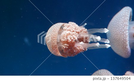Spotted Jellyfish in Deep Blue Ocean Waters Spotted Jellyfish in Deep Blue Ocean Waters 137649504