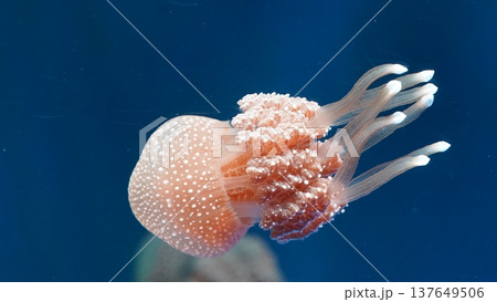 Australian Spotted Jellyfish in Ocean Australian Spotted Jellyfish in Ocean 137649506