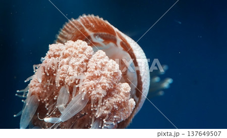 Cauliflower Jellyfish in a Dark Blue Ocean Environment Cauliflower Jellyfish in a Dark Blue Ocean Environment 137649507