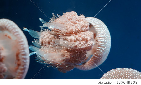 Australian Spotted Jellyfish in Blue Ocean Water 137649508