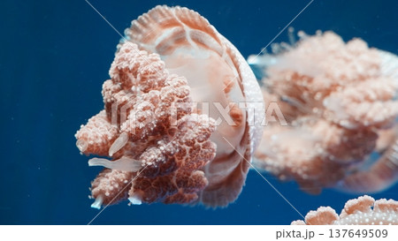 Cauliflower Jellyfish in Aquamarine Water Close up View 137649509