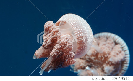 White Spotted Jellyfish in Blue Ocean Waters White Spotted Jellyfish in Blue Ocean Waters 137649510