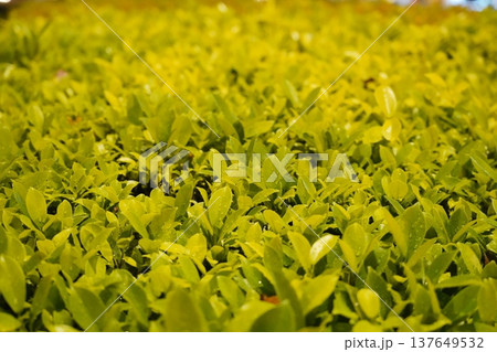 Green Leaves Shrub Background Plants and Nature 137649532