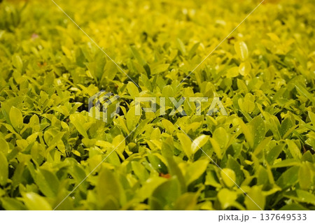 Glossy Abelia Hedge with Water Droplets 137649533