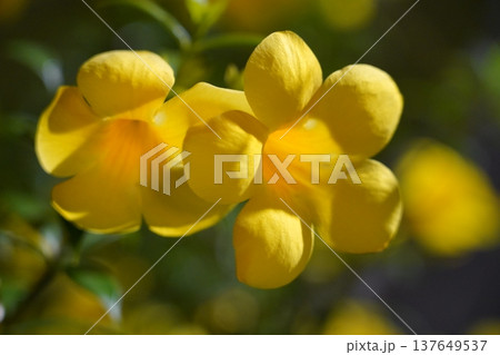 Bright Yellow Allamanda Flower Blossom Photography 137649537