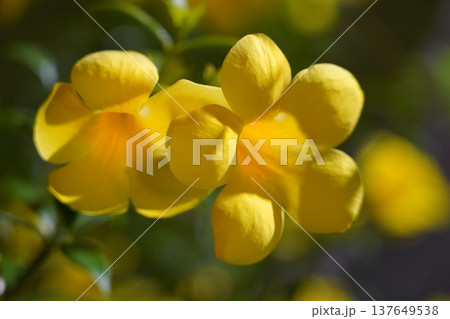 Close Up View of Allamanda Flowers Photography 137649538
