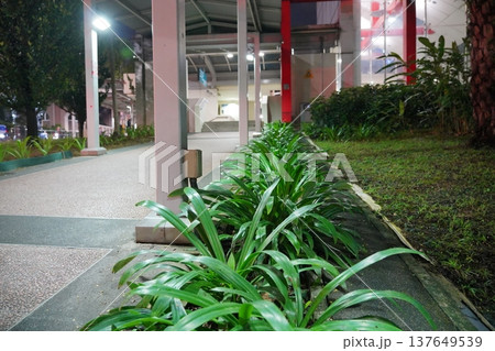 Pathway with Pandan Plants at Night Pathway with Pandan Plants at Night 137649539
