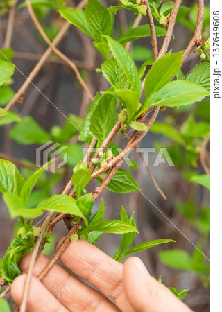 Chinese lemongrass. Branches of lemongrass with young green leav 137649608