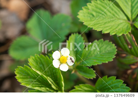 An ant crawling on petals of a blooming strawberry bush in garden in spring 137649609