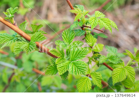 New green leaves of raspberry bush growing in spring garden. Green leaves budding. 137649614