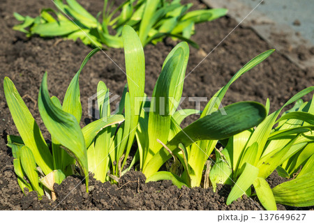 Sprouts of perennial bulb Allium nutans, growing in ground on a flower bed spring. 137649627
