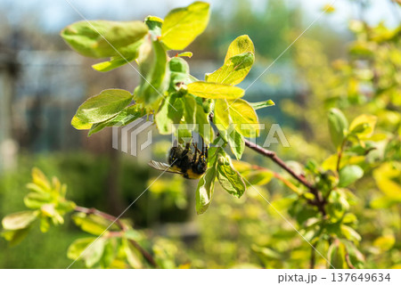 bumblebee collects pollen from honeysuckle flowers in spring. The vibrant foliage and busy insect symbolize season renewal. bumblebee collects pollen from honeysuckle flowers in spring. The vibrant foliage and busy insect symbolize season renewal. 137649634