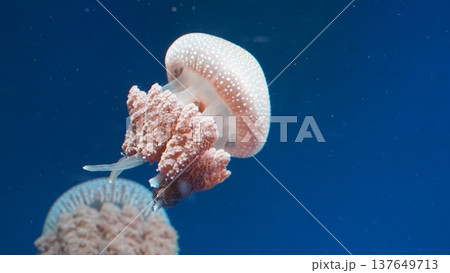 Spotted Jellyfish in Deep Blue Ocean Water 137649713