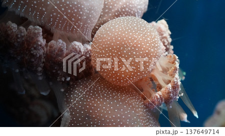 Spotted Jellyfish in Dark Blue Water Spotted Jellyfish in Dark Blue Water 137649714