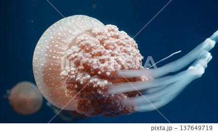 Close up of a Spotted Jellyfish Underwater 137649719