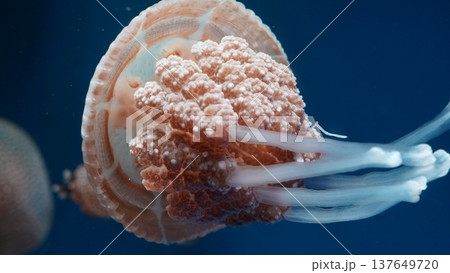 Cauliflower Jellyfish in Deep Blue Ocean Water Close Up 137649720